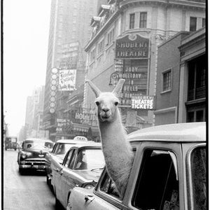 Meet your Posher, Hailee